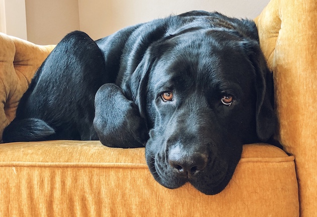 black dog on an orange sofa