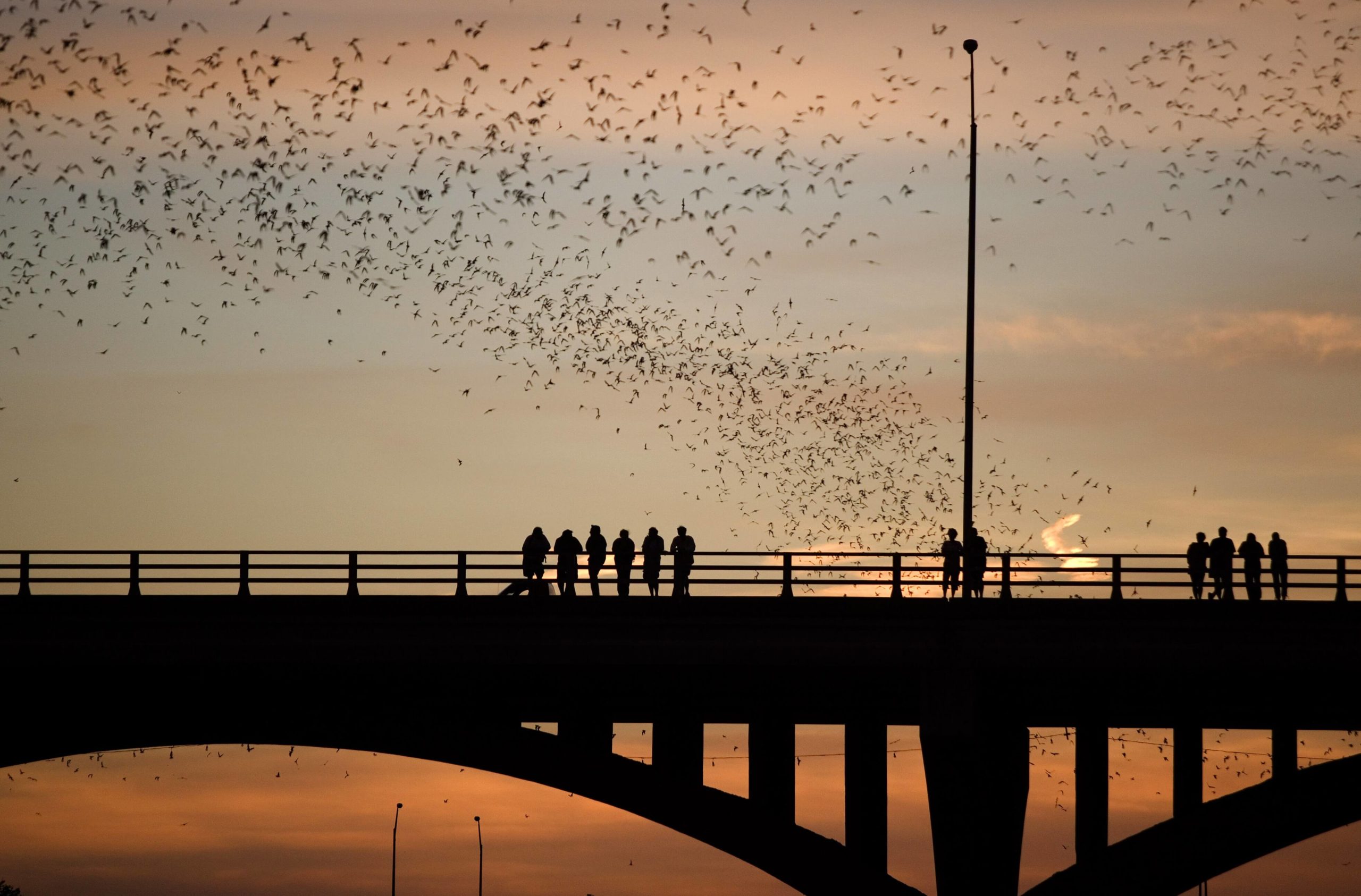 Bats flying over in Austin, Texas.