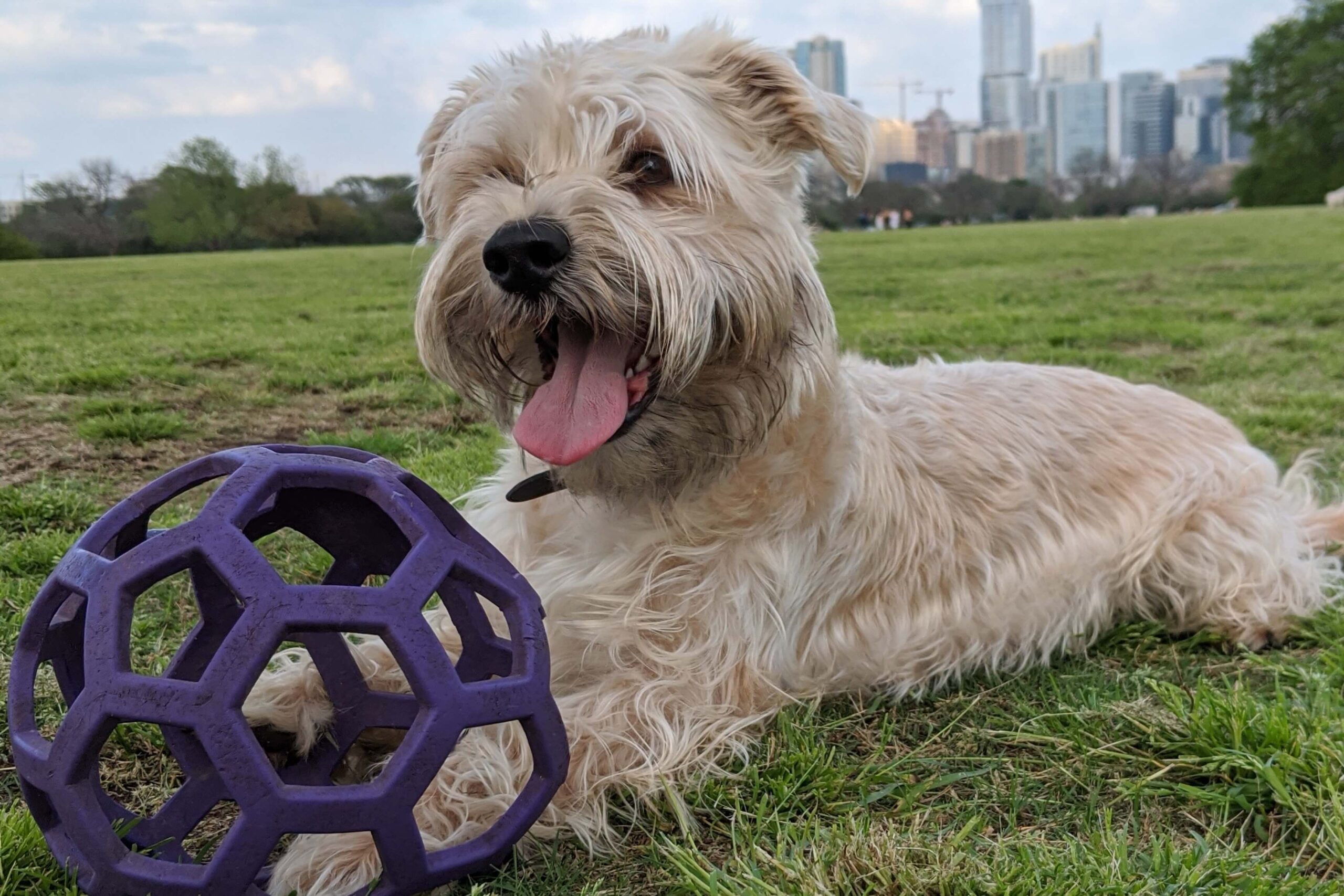 A dog in a park enjoy Dog Friendly areas in Austin.
